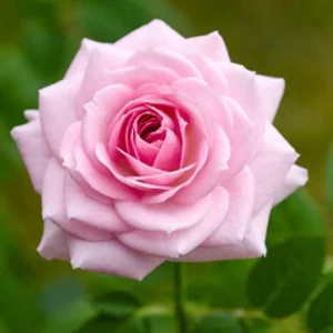 Pink Hybrid Tea Rose Seeds - Perennial Flower Seeds (30+ Pack) - Authentic, Non-GMO - Image 10