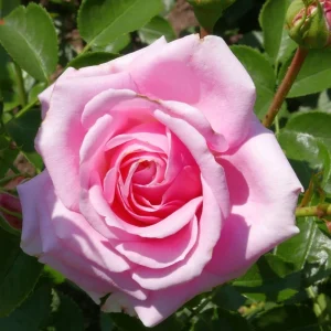 Pink Hybrid Tea Rose Seeds - Perennial Flower Seeds (30+ Pack) - Authentic, Non-GMO - Image 11