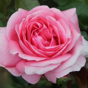 Pink Hybrid Tea Rose Seeds - Perennial Flower Seeds (30+ Pack) - Authentic, Non-GMO - Image 12
