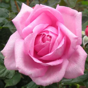 Pink Hybrid Tea Rose Seeds - Perennial Flower Seeds (30+ Pack) - Authentic, Non-GMO - Image 14