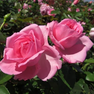 Pink Hybrid Tea Rose Seeds - Perennial Flower Seeds (30+ Pack) - Authentic, Non-GMO - Image 15