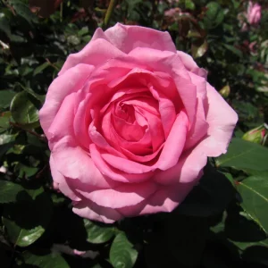 Pink Hybrid Tea Rose Seeds - Perennial Flower Seeds (30+ Pack) - Authentic, Non-GMO - Image 16