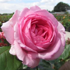 Pink Hybrid Tea Rose Seeds - Perennial Flower Seeds (30+ Pack) - Authentic, Non-GMO - Image 17