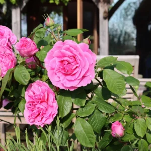 Pink Hybrid Tea Rose Seeds - Perennial Flower Seeds (30+ Pack) - Authentic, Non-GMO - Image 19