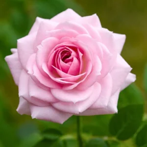 Pink Hybrid Tea Rose Seeds - Perennial Flower Seeds (30+ Pack) - Authentic, Non-GMO - Image 3