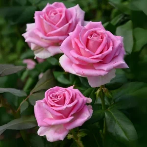 Pink Hybrid Tea Rose Seeds - Perennial Flower Seeds (30+ Pack) - Authentic, Non-GMO - Image 4