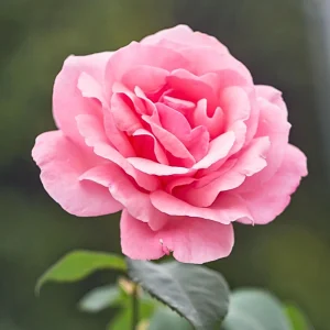 Pink Hybrid Tea Rose Seeds - Perennial Flower Seeds (30+ Pack) - Authentic, Non-GMO - Image 5