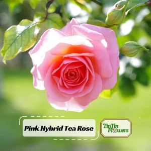 Pink Hybrid Tea Rose Seeds - Perennial Flower Seeds (30+ Pack) - Authentic, Non-GMO - Image 1