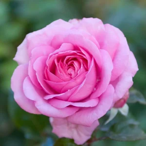 Pink Hybrid Tea Rose Seeds - Perennial Flower Seeds (30+ Pack) - Authentic, Non-GMO - Image 6