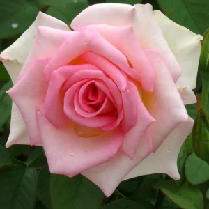 Pink Hybrid Tea Rose Seeds - Perennial Flower Seeds (30+ Pack) - Authentic, Non-GMO - Image 7