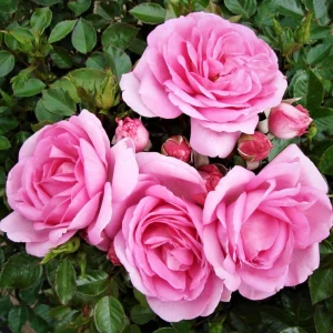 Pink Hybrid Tea Rose Seeds - Perennial Flower Seeds (30+ Pack) - Authentic, Non-GMO - Image 8