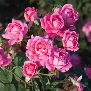 Pink Hybrid Tea Rose Seeds - Perennial Flower Seeds (30+ Pack) - Authentic, Non-GMO - Image 9