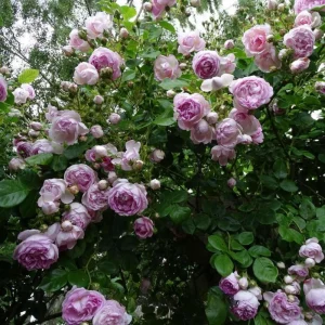 Pink Jasmina Climbing Rose Seeds - 30 Seeds - Fragrant Double Blooms, Repeat Flowering Outdoor Garden Rose - Image 10