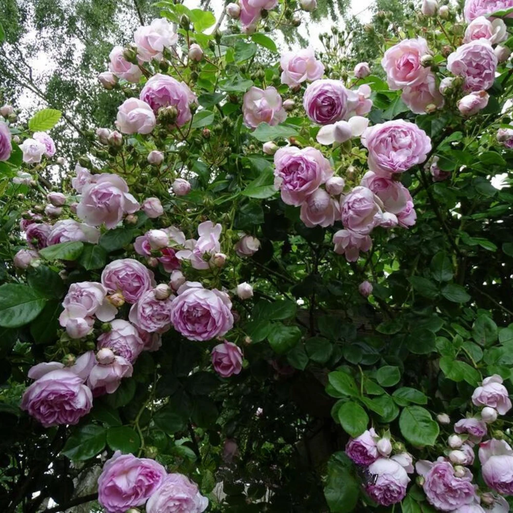 Pink Jasmina Climbing Rose Seeds - 30 Seeds - Fragrant Double Blooms, Repeat Flowering Outdoor Garden Rose - Image 10