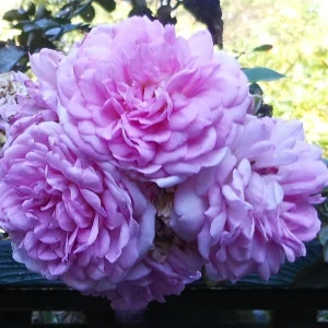 Pink Jasmina Climbing Rose Seeds - 30 Seeds - Fragrant Double Blooms, Repeat Flowering Outdoor Garden Rose - Image 11