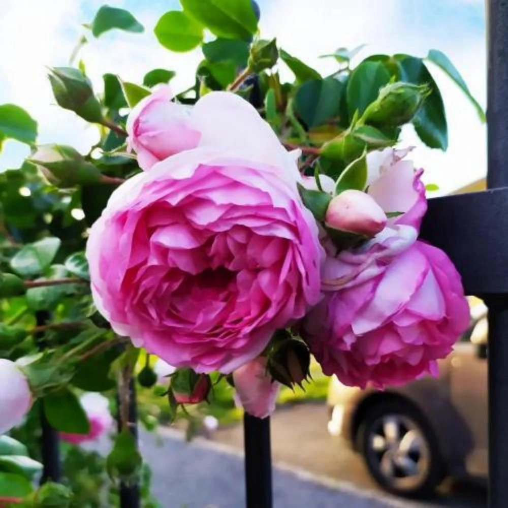 Pink Jasmina Climbing Rose Seeds - 30 Seeds - Fragrant Double Blooms, Repeat Flowering Outdoor Garden Rose - Image 12