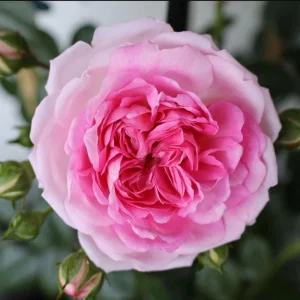 Pink Jasmina Climbing Rose Seeds - 30 Seeds - Fragrant Double Blooms, Repeat Flowering Outdoor Garden Rose - Image 2