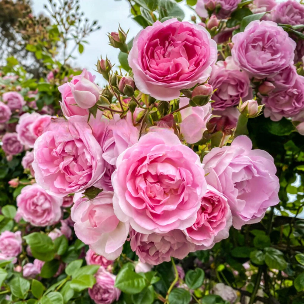 Pink Jasmina Climbing Rose Seeds - 30 Seeds - Fragrant Double Blooms, Repeat Flowering Outdoor Garden Rose - Image 3