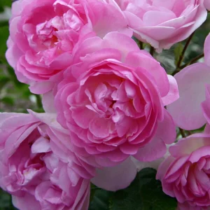 Pink Jasmina Climbing Rose Seeds - 30 Seeds - Fragrant Double Blooms, Repeat Flowering Outdoor Garden Rose - Image 4
