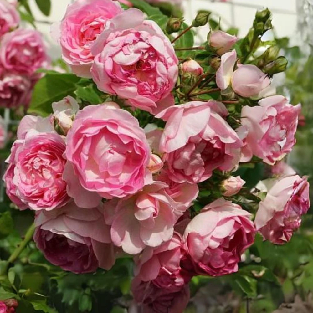 Pink Jasmina Climbing Rose Seeds - 30 Seeds - Fragrant Double Blooms, Repeat Flowering Outdoor Garden Rose - Image 5