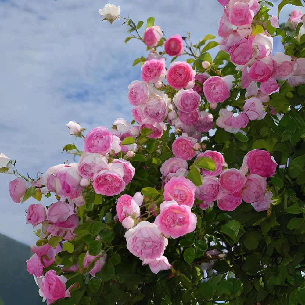 Pink Jasmina Climbing Rose Seeds - 30 Seeds - Fragrant Double Blooms, Repeat Flowering Outdoor Garden Rose - Image 6