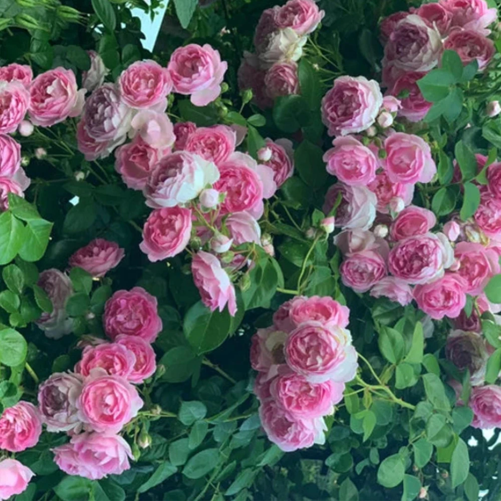 Pink Jasmina Climbing Rose Seeds - 30 Seeds - Fragrant Double Blooms, Repeat Flowering Outdoor Garden Rose - Image 7
