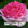 Pink Jasmina Climbing Rose Seeds - 30 Seeds - Fragrant Double Blooms, Repeat Flowering Outdoor Garden Rose - Image 1