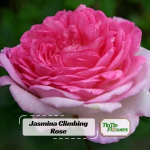 Pink Jasmina Climbing Rose Seeds - 30 Seeds - Fragrant Double Blooms, Repeat Flowering Outdoor Garden Rose - Image 1