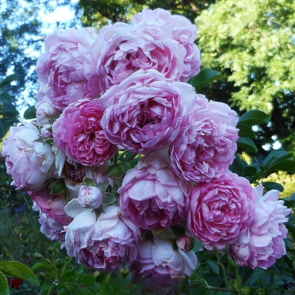 Pink Jasmina Climbing Rose Seeds - 30 Seeds - Fragrant Double Blooms, Repeat Flowering Outdoor Garden Rose - Image 8