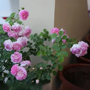 Pink Jasmina Climbing Rose Seeds - 30 Seeds - Fragrant Double Blooms, Repeat Flowering Outdoor Garden Rose - Image 9