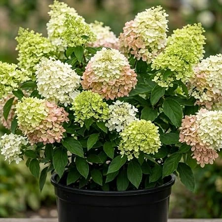 Pink Limelight Hydrangea Live Plant - Color Changing Shrub, 6-12" Tall, Quart Pot, Outdoor - Image 2