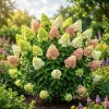 Pink Limelight Hydrangea Live Plant, Color Changing Shrub, 6-12" Tall, Quart Pot, Outdoor - Image 1