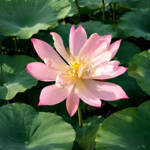 Pink Lotus Seeds - Nelumbo nucifera - Sacred Pond Bloom - 5+ Seeds - Image 10