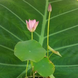 Pink Lotus Seeds - Nelumbo nucifera - Sacred Pond Bloom - 5+ Seeds - Image 12