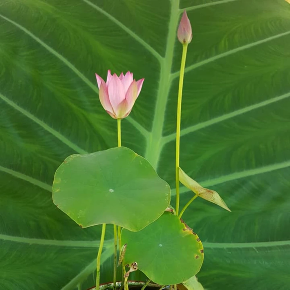 Pink Lotus Seeds - Nelumbo nucifera - Sacred Pond Bloom - 5+ Seeds - Image 12