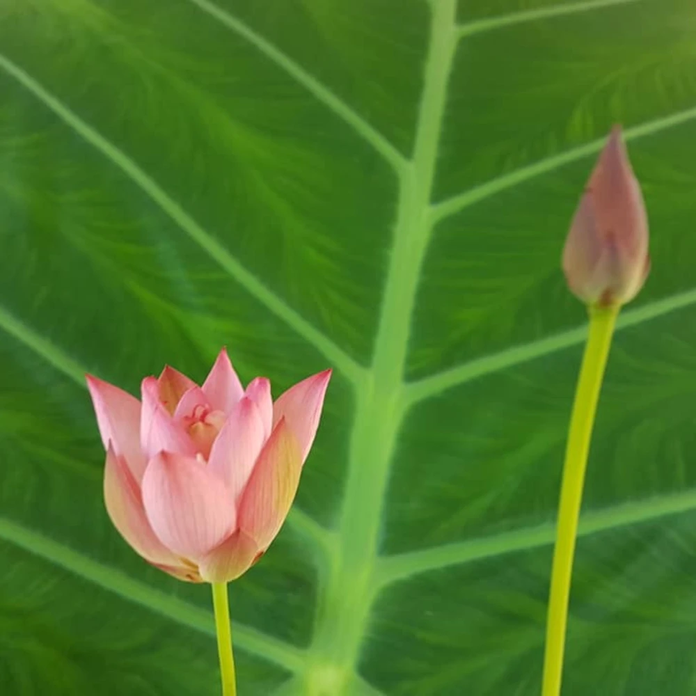 Pink Lotus Seeds - Nelumbo nucifera - Sacred Pond Bloom - 5+ Seeds - Image 15
