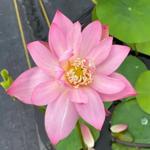Pink Lotus Seeds - Nelumbo nucifera - Sacred Pond Bloom - 5+ Seeds - Image 2