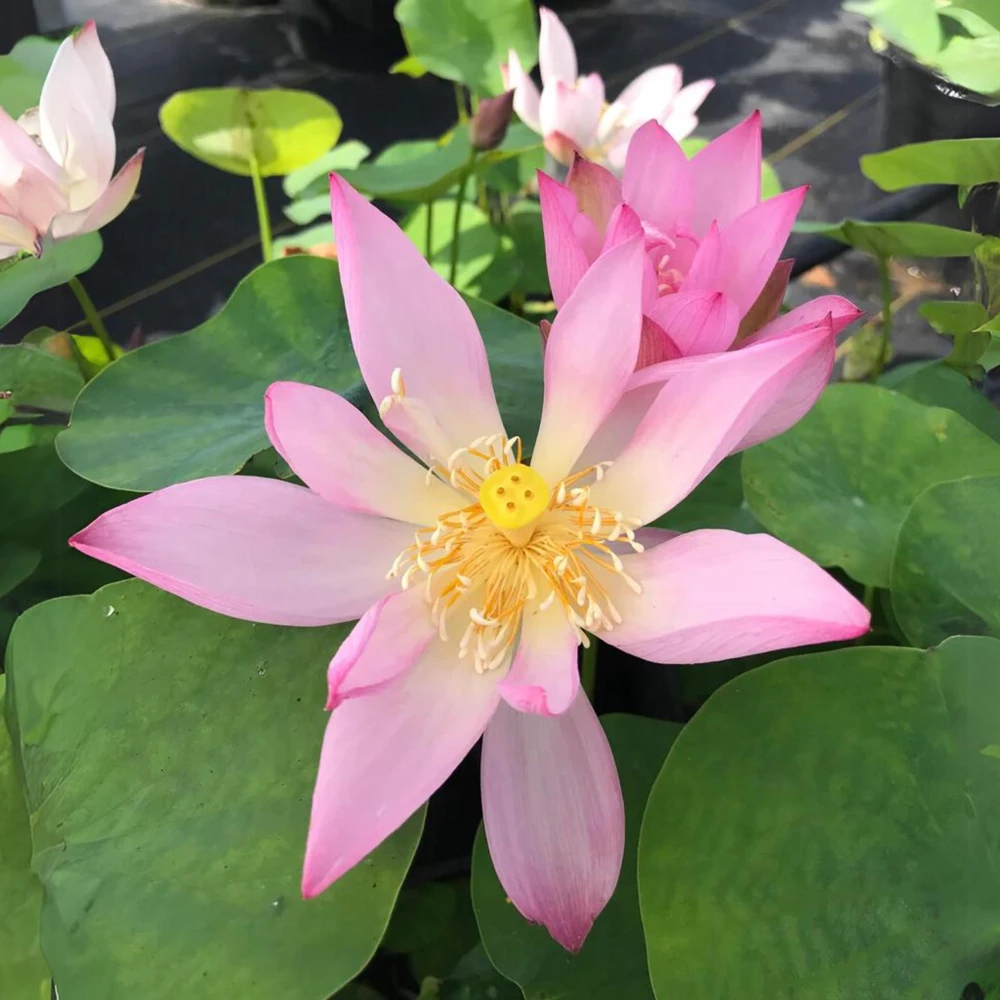 Pink Lotus Seeds - Nelumbo nucifera - Sacred Pond Bloom - 5+ Seeds - Image 3