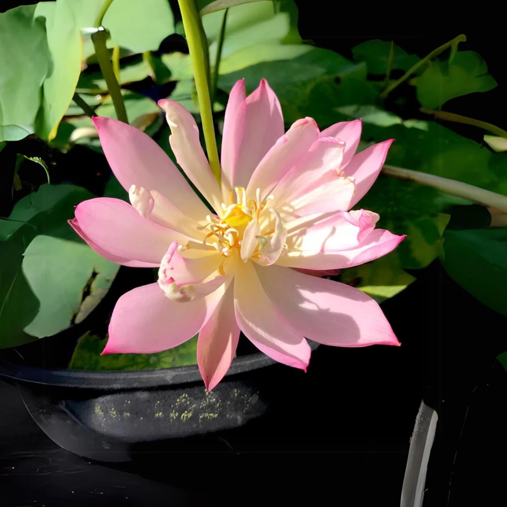 Pink Lotus Seeds - Nelumbo nucifera - Sacred Pond Bloom - 5+ Seeds - Image 4