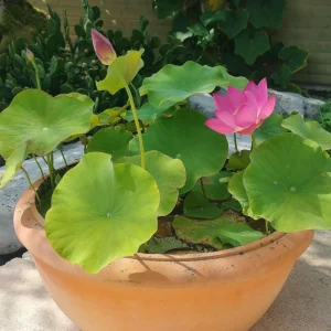 Pink Lotus Seeds - Nelumbo nucifera - Sacred Pond Bloom - 5+ Seeds - Image 5