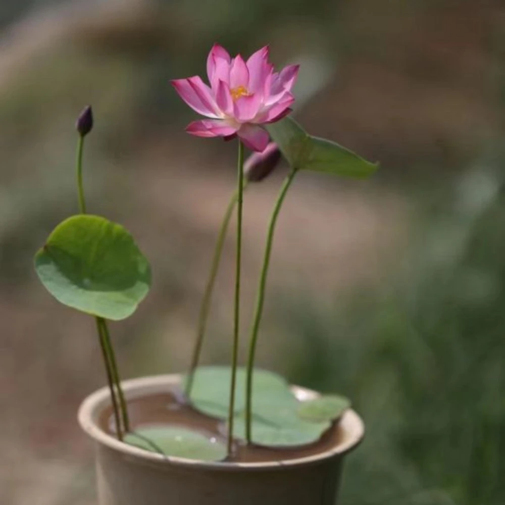 Pink Lotus Seeds - Nelumbo nucifera - Sacred Pond Bloom - 5+ Seeds - Image 6