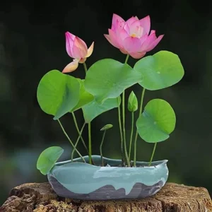 Pink Lotus Seeds - Nelumbo nucifera - Sacred Pond Bloom - 5+ Seeds - Image 7