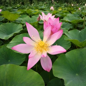 Pink Lotus Seeds - Nelumbo nucifera - Sacred Pond Bloom - 5+ Seeds - Image 8