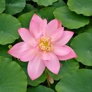 Pink Lotus Seeds - Nelumbo nucifera - Sacred Pond Bloom - 5+ Seeds - Image 9