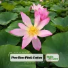 Pink Lotus Seeds - Nelumbo nucifera - Sacred Pond Bloom - 5+ Seeds - Image 1