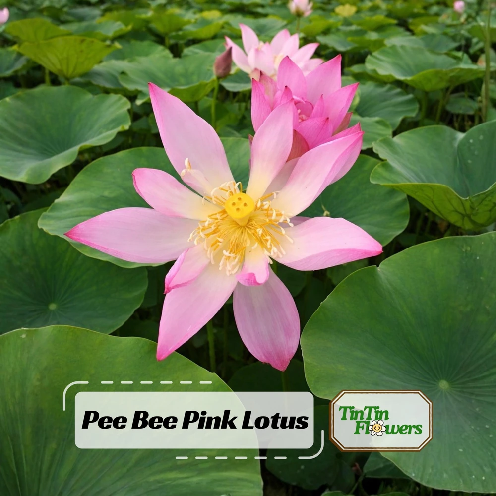 Pink Lotus Seeds - Nelumbo nucifera - Sacred Pond Bloom - 5+ Seeds - Image 1