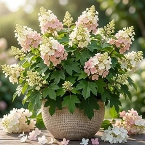 Pink Oakleaf Hydrangea Live Plant, 6-12" Tall, 4" Pot, Outdoor Shrub - Image 1