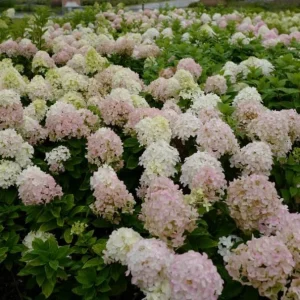 Pink Oakleaf Hydrangea Live Plant – Soft Pink Flowers, 6-12" Tall, 4" Pot - Image 2