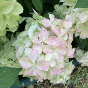 Pink Oakleaf Hydrangea Live Plant – Soft Pink Flowers, 6-12" Tall, 4" Pot - Image 3