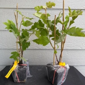 Pink Oakleaf Hydrangea Live Plant – Soft Pink Flowers, 6-12" Tall, 4" Pot - Image 4